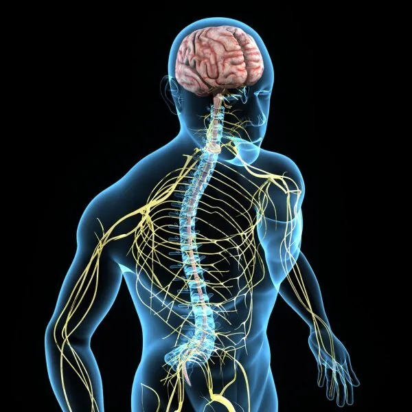 Illustration of the human nervous system highlighting the peripheral nerves affected by neuropathy